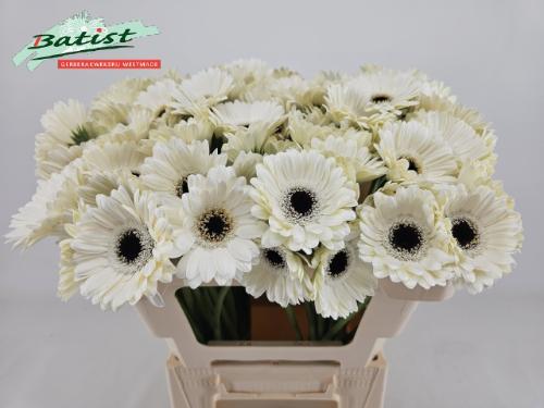 Gerbera mini Lido