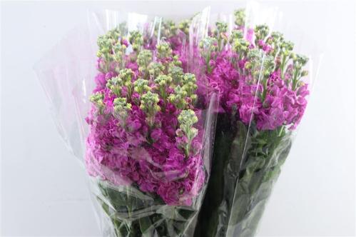 Matthiola incana overig