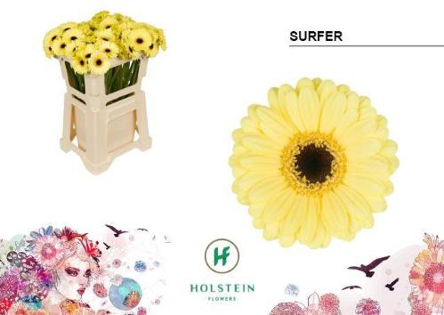 Gerbera mini 'Surfer'