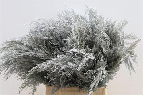 Decoratiegroen kleurbehandeld H%