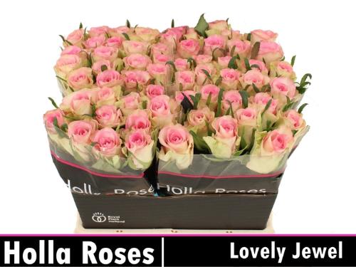 Rosa grootbloemig De Ruiter's Lovely Jewel