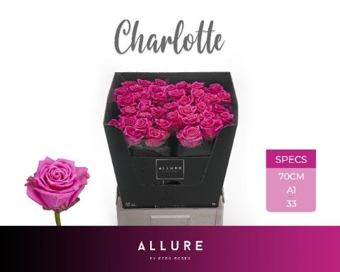 Rosa grootbloemig Tantau’s Charlotte