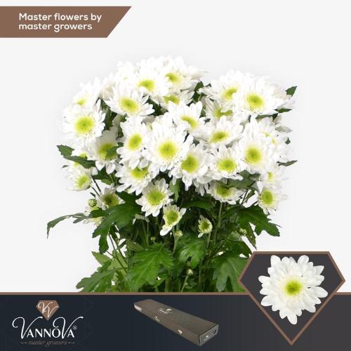 Chrysanthemum Indicum Grp tros kas Radost