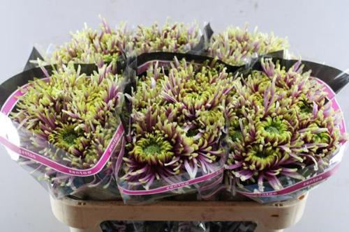 Chrysanthemum Indicum Grp geplozen Baltazar