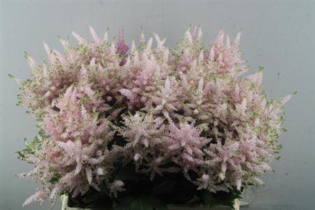 Astilbe Japonica Grp 'Europa'
