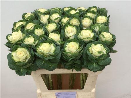 Brassica oleracea 'White Crane'