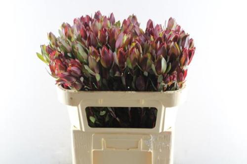 Leucadendron 'Senorita'