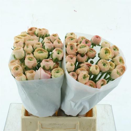 Ranunculus asiaticus Success Tuareg