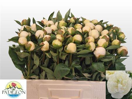 Paeonia Lactiflora Grp 'Duchesse de Nemours'
