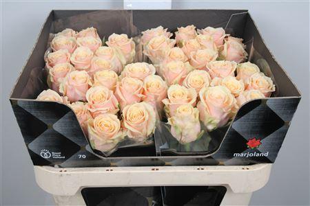 Rosa grootbloemig Bellini!