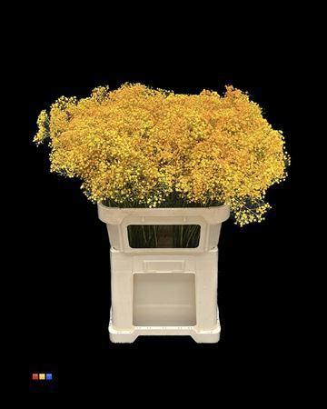 Gypsophila overig kleurbehandeld H%