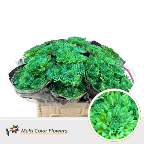 Chrysanthemum Indicum Grp tros kas kleurbehandeld H%