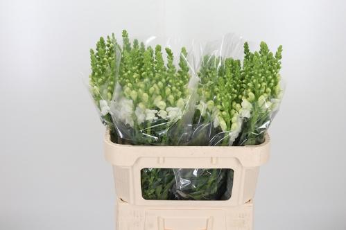 Antirrhinum majus 'Opus White'