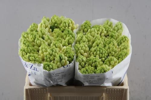 Hyacinthus orientalis 'China White'