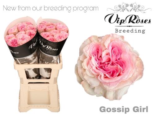 Rosa grootbloemig Gossip Girl