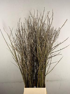 Salix Wilgenkatjes