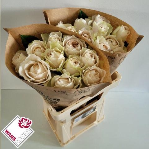 Rosa grootbloemig Shade of Beige!