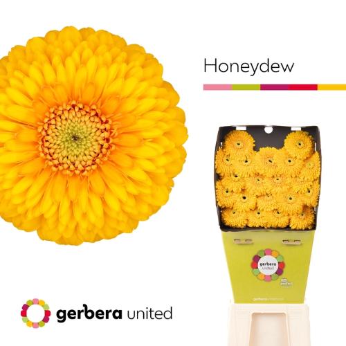 Gerbera mini bolvormig Pomponi Honeydew