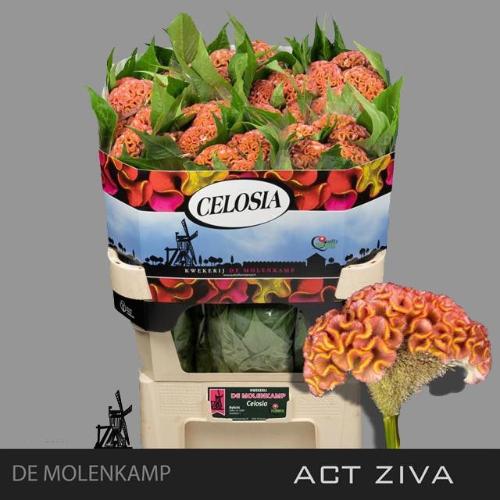 Celosia argentea Cristata Grp 'Ziva'