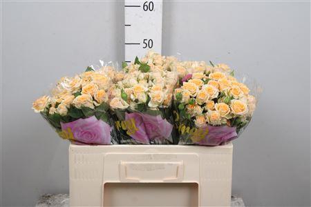 Rosa tros Trinity