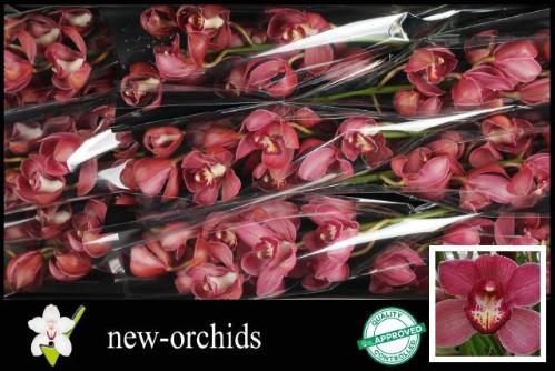 Cymbidium grootbloemig per tak 'Red Dream'