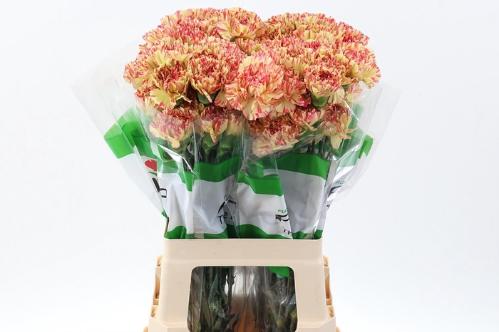 Dianthus standaard overig