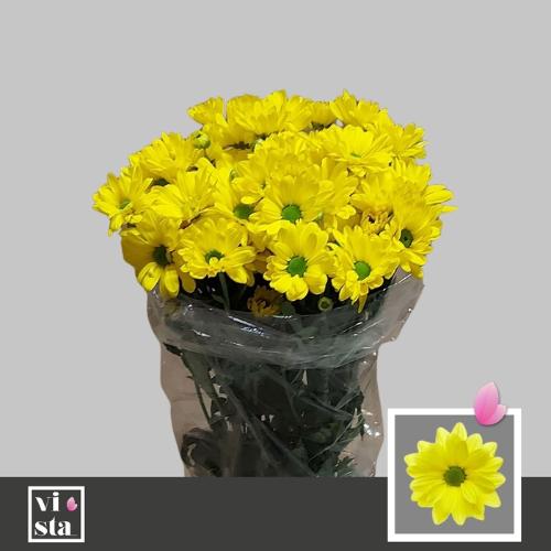 Chrysanthemum Indicum Grp tros kas Celebrate