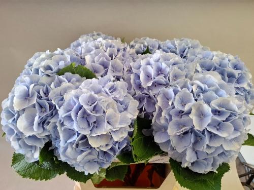 Hydrangea macrophylla 'Verena' (blauw)