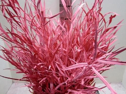Decoratiegroen kleurbehandeld H%
