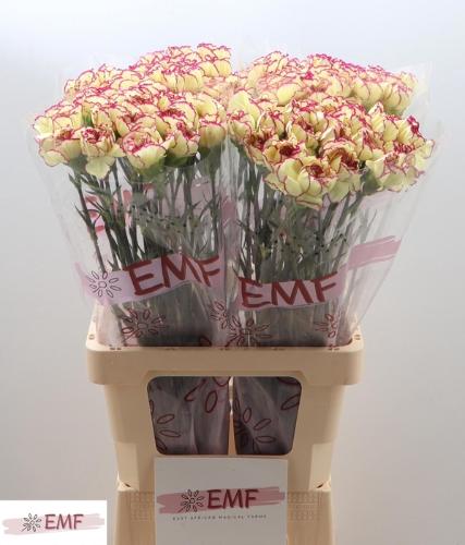 Dianthus standaard Flounder+