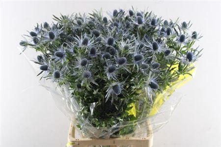 Eryngium Magical Blue Lagoon
