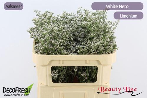 Limonium caspium 'White Neto'