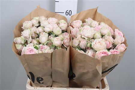 Rosa tros Candy Flow