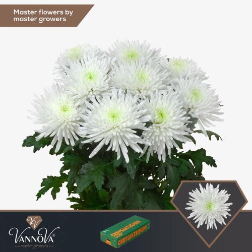 Chrysanthemum (Indicum Grp) geplozen Topspin