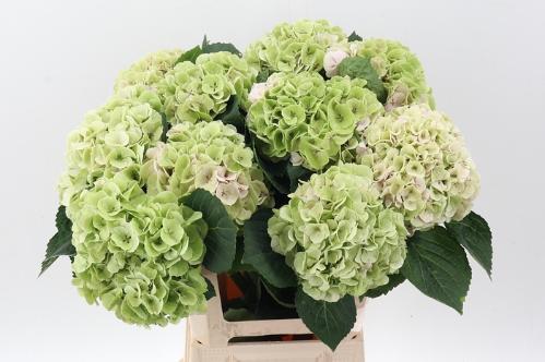 Hydrangea macrophylla My Beautiful Matcha (classic)