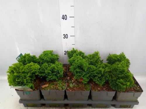 Chamaecyparis obtusa 'Nana Gracilis'