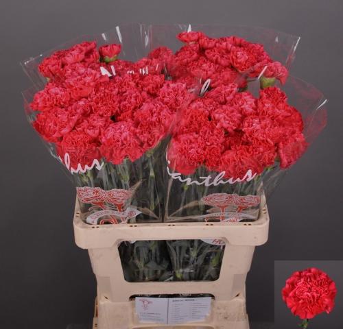 Dianthus standaard Juno+