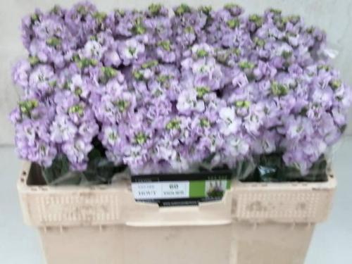 Matthiola incana 'Impala Marine'