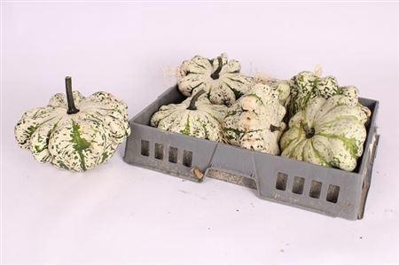 Cucurbita overig