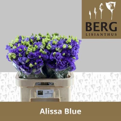 Eustoma russellianum gevuldbloemig 'Alissa Blue'