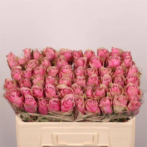 Rosa grootbloemig Athena Royale