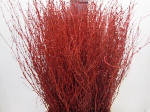 Betula kleurbehandeld H%