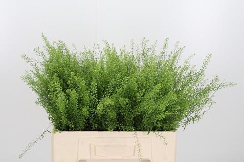 Thlaspi Green Bell