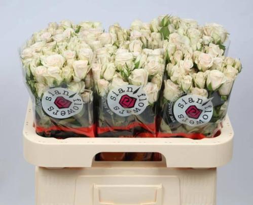 Rosa tros Royal Porcelina