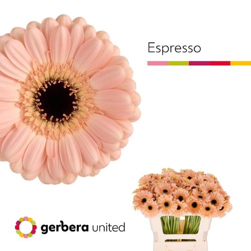 Gerbera mini Espresso