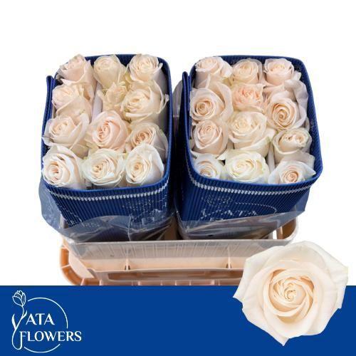 Rosa grootbloemig Vendela