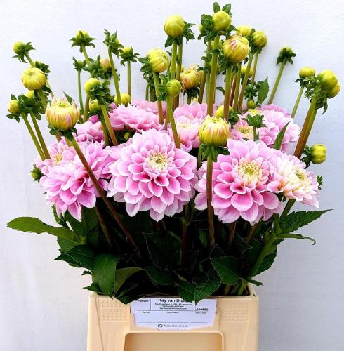 Dahlia Ball Grp 'Sweet Love'