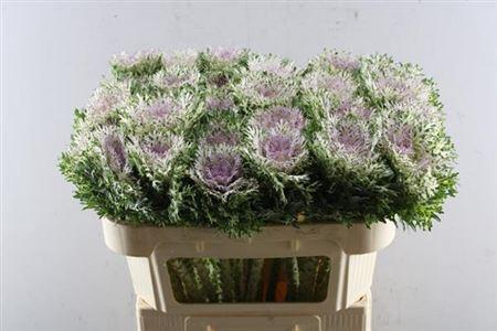 Brassica oleracea 'Crane Frilly'