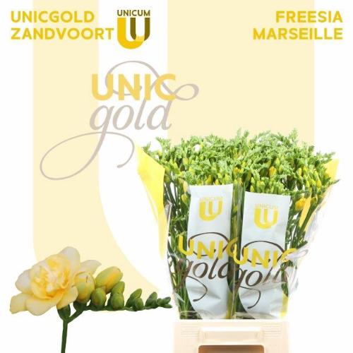 Freesia dubbelbloemig Marseille