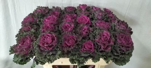 Brassica oleracea 'Crane Ruffle Red'